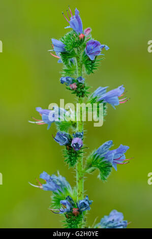 La vipère (Vipérine commune Echium vulgare) Temagami (Ontario) Canada fleurs Banque D'Images