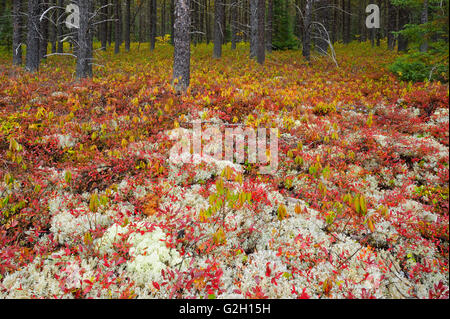 La couverture forestière dans le pin gris se compose de lichens et de bleuet dans la couleur en automne près de Gogama, Ontario Canada Banque D'Images