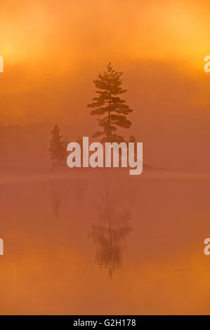 Pin blanc dans le brouillard au lever du soleil, le silence du parc provincial du lac Ontario Canada Banque D'Images
