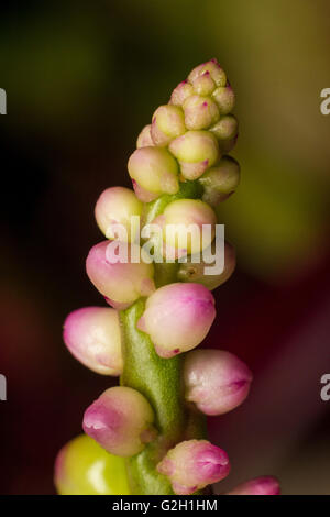 Macro photographie fermer jusqu'a montré pour le fond de fleurs Banque D'Images