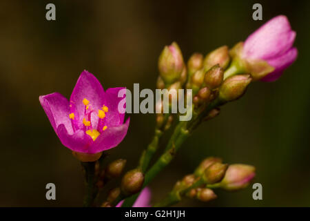 Macro photographie fermer jusqu'a montré pour le fond de fleurs Banque D'Images