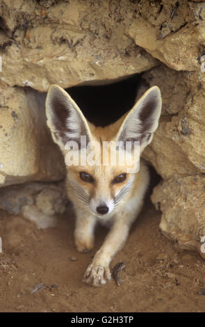 Bahreïn, le Al Areen Wildlife Sanctuary, un renard du désert. Banque D'Images