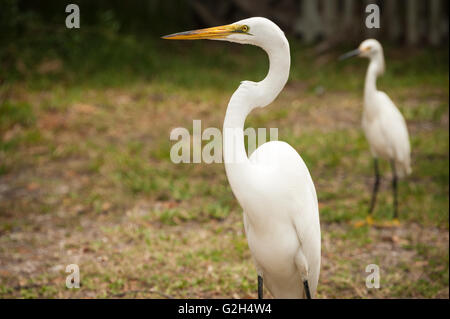 Une grande aigrette (alias Grand Héron blanc) et un plus petit Canards sur l'Île Anastasia à Saint Augustine, Floride, USA. Banque D'Images