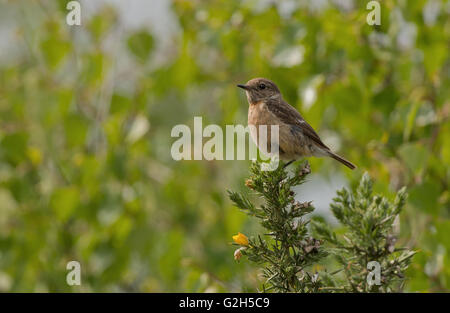 Femme Stonechat-Saxicola Gorse-Ulex torquata perché sur europaeus. Au printemps. Uk Banque D'Images