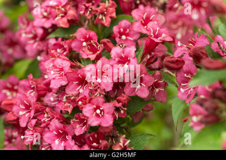 Masses de fleurs d'été pour Weigela florida Pink Princess Banque D'Images