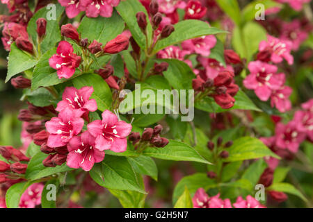 Masses de fleurs d'été pour Weigela florida Pink Princess Banque D'Images