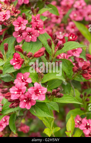 Masses de fleurs d'été pour Weigela florida Pink Princess Banque D'Images