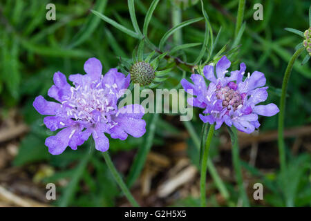 Fleurs de début de saison de l'agneau peu scabious, Jasione laevis 'Blue Light'. Les fleurs ne sont pas entièrement ouverts et ne pas montrer l'effet en coussinet, Banque D'Images