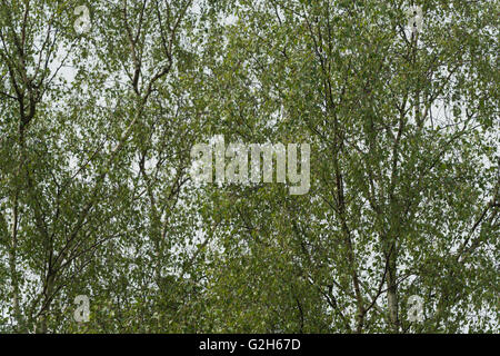 Détails de petites feuilles délicates de Silver Birch Tree avec de nombreuses feuilles fait se balançant contre branches fines Banque D'Images