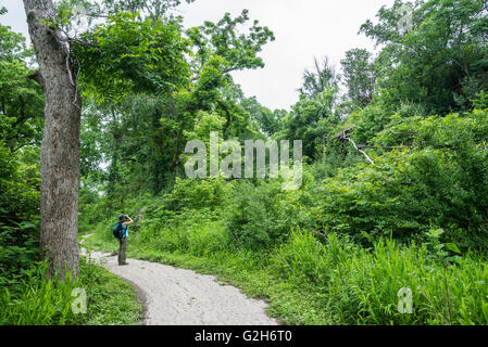 Une jeune femme l'observation des oiseaux avec des jumelles à dans les bois de McKinney Falls State Park. Austin, Texas, États-Unis. Banque D'Images