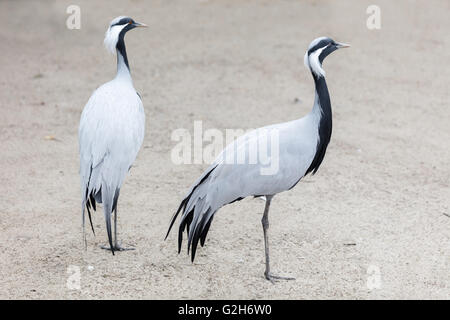 Les deux oiseaux grue africaine standing outdoors Banque D'Images