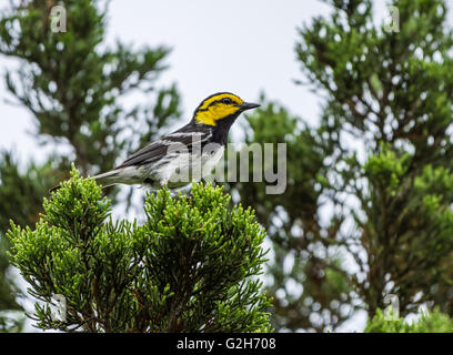 Les espèces en voie de disparition Paruline à dos (Setophaga chrysoparia) sur un routeur Juniper pin. Austin, Texas Hill Country, USA Banque D'Images