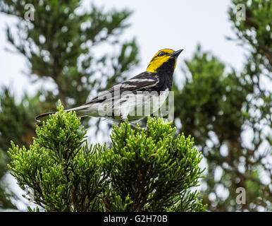 Les espèces en voie de disparition Paruline à dos (Setophaga chrysoparia) sur un routeur Juniper pin. Austin, Texas Hill Country, USA Banque D'Images