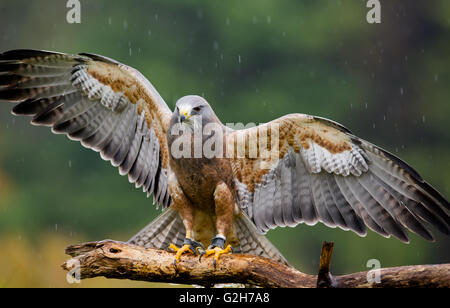 Les oiseaux trouvés en Ontario Canada, de Swainson Banque D'Images