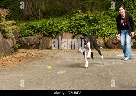 Six mois chiot Dogue Allemand, Athena, jouant 'fetch' avec son propriétaire, en Issaquah, Washington, USA Banque D'Images