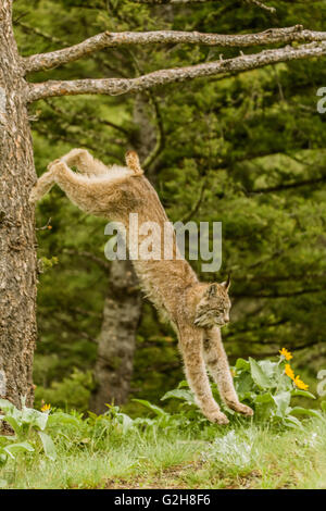 Sautant hors de Bobcat un arbre mort près de Bozeman, Montana, USA. Remarque : Ce mammifère est un animal en captivité. Banque D'Images