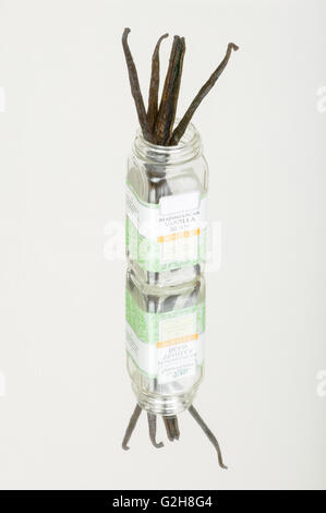 Quatre épices vanille dans un pot, avec un reflet dans un miroir Banque D'Images