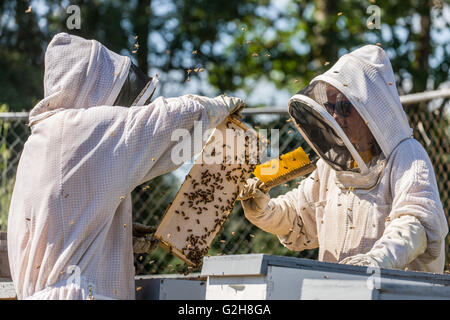 À l'aide d'un apiculteur femelle Brosse brosse à abeilles Les abeilles hors d'un cadre entièrement plafonnée qui est prêt pour la récolte Banque D'Images