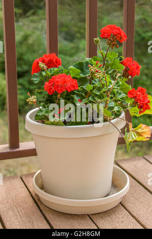 Géraniums rouges en pot assis sur une terrasse en bois dans la région de San Juan Islands, Washington, USA Banque D'Images