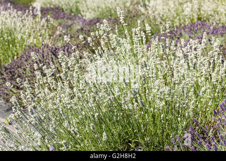 Pelindaba Lavender Farm sur San Juan Island, Washington, USA Banque D'Images