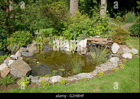 Étang de jardin avec des cascades dans un cadre boisé, à Issaquah, Washington, USA Banque D'Images