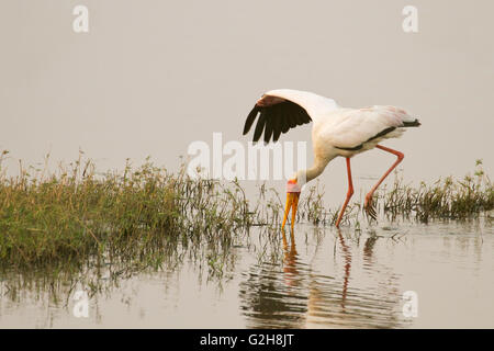 Yellow-billed Stork la recherche de proies dans l'eau de la rivière Chobe dans le Parc National de Chobe, Botswana, l'Afrique. Banque D'Images