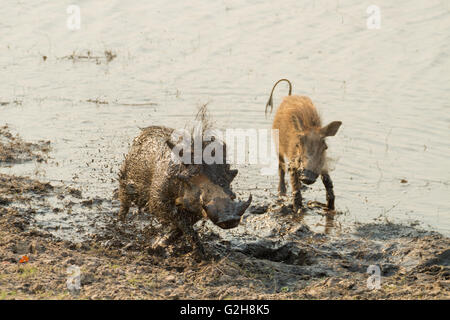 Phacochères shaking après avoir pris un bain de boue dans la région de Chobe National Park, Botswana, Africa Banque D'Images