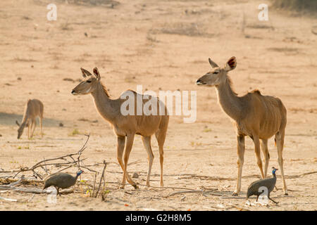 Trois femmes et deux de kudu pintade de Numidie balade dans le Parc National de Chobe, Botswana, Africa Banque D'Images