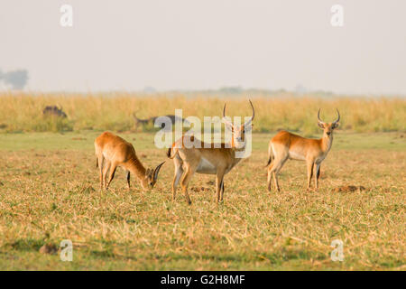 Troupeau de Cobes Lechwes rouges mâles le pâturage le long de la rivière Chobe dans Chobe National Park, Botswana, Africa Banque D'Images