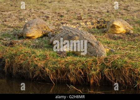 Trois crocodiles du Nil situés à côté de la rivière Chobe, Chobe National Park, Botswana, Africa Banque D'Images