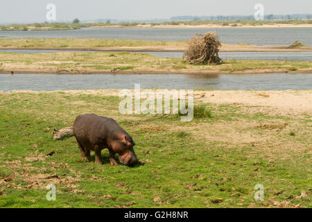 Hippopotame mange de l'herbe dans la zone directement en face du Royal Lodge Zambèze, Zambie, Afrique. Appelé 'Henry', il a de fréquents Banque D'Images