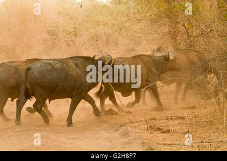 Troupeau de buffles africains à travers un chemin de terre, remuant la poussière, à Lower Zambezi National Park, Zambie, Afrique Banque D'Images