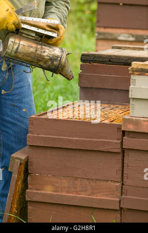 L'homme en utilisant l'abeille fumeur pour calmer et chasser les abeilles vers le bas dans le super profonde de la ruche à manger de miel Banque D'Images