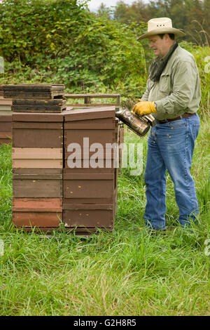 L'homme à l'aide d'une abeille fumeur pour calmer les abeilles et les faire passer à la partie inférieure de la ruche et mangent le miel Banque D'Images