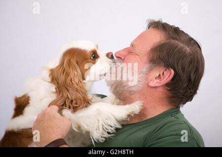 Mandy, un enfant de deux ans Cavalier King Charles Spaniel, en lui léchant le visage du propriétaire dans l'affection Banque D'Images