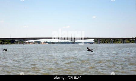 (160531) -- BELGRADE, 31 mai 2016 (Xinhua) -- Photo prise le 21 mai 2016 montre la vue du pont sur le Danube Pupin à Belgrade, en Serbie. Le Pont, nommé d'après le scientifique et inventeur serbe Mihajlo Pupin, a été ouverte par le Premier Ministre de la République populaire de Chine Li Keqiang et son homologue serbe Aleksandar Vucic, le 18 décembre 2014. Comme le deuxième pont sur le Danube à Belgrade, il a terminé l'histoire que pour 70 ans il y avait seulement un pont de Belgrade sur le Danube. Connexion de Zemun au sud de Danube et roman sur le nord, le pont a raccourci le billet Banque D'Images
