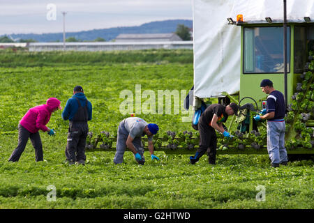 Récolte de laitue à Tarleton, Lancashire, Royaume-Uni. Juin 2016. Les travailleurs agricoles migrants se rendent chaque année à Tarleton pour aider à la culture et à la récolte de salades, qui sont ensuite vendues aux grands supermarchés britanniques. Les employeurs agricoles peuvent comprendre des agriculteurs, des coopératives agricoles, des silos à grains, des maisons vertes, des transformateurs de produits alimentaires et des pépinières. Certains peuvent conclure des contrats avec des entrepreneurs de main-d'œuvre agricole pour superviser l'embauche et le paiement des travailleurs migrants ou des équipages saisonniers. Crédit : Cernan Elias/Alay Live News Banque D'Images