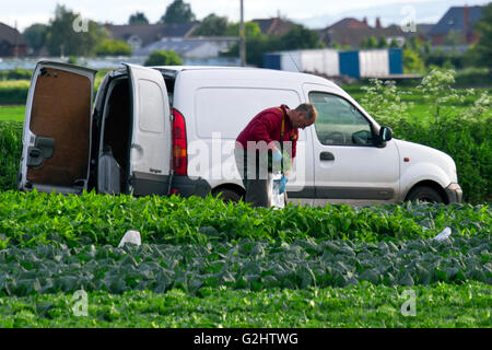 Tarleton, Lancashire, Royaume-Uni. 1er juin 2016. Les travailleurs agricoles migrants voyage Tarleton chaque année pour aider à la culture et la récolte des cultures de salades, qui sont ensuite vendus sur les grands supermarchés britanniques. Les employeurs agricoles peuvent inclure les agriculteurs, les coopératives agricoles, les silos, les maisons vertes, les transformateurs de produits alimentaires et forestières. Certains peuvent conclure des contrats avec les entrepreneurs en main-d'œuvre agricole pour superviser l'embauche et le paiement de l'équipages saisonniers ou migrants. Credit : Cernan Elias/Alamy Live News Banque D'Images