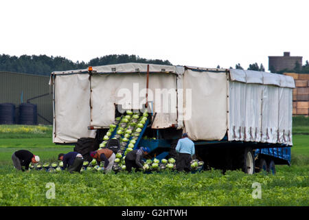 Tarleton, Lancashire, Royaume-Uni. 1er juin 2016. Les travailleurs agricoles migrants voyage Tarleton chaque année pour aider à la culture et la récolte des cultures de salades, qui sont ensuite vendus sur les grands supermarchés britanniques. Les employeurs agricoles peuvent inclure les agriculteurs, les coopératives agricoles, les silos, les maisons vertes, les transformateurs de produits alimentaires et forestières. Certains peuvent conclure des contrats avec les entrepreneurs en main-d'œuvre agricole pour superviser l'embauche et le paiement de l'équipages saisonniers ou migrants. Credit : Cernan Elias/Alamy Live News Banque D'Images