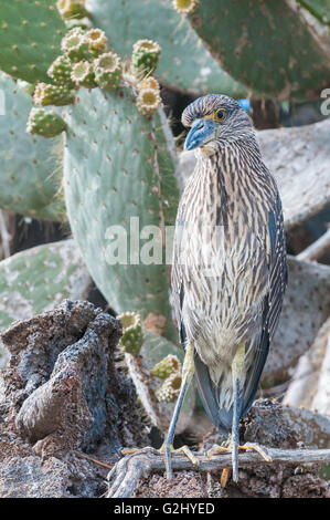 Bihoreau gris-jaune, juvénile, Nyctanassa violacea, Isla Genovesa, îles Galapagos, Equateur Banque D'Images