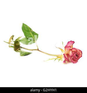 Rose séché au fond blanc Banque D'Images