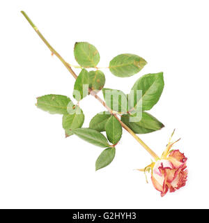 Rose séché au fond blanc Banque D'Images