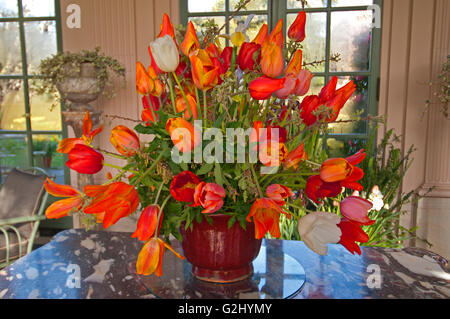 Un écran de tulipes dans le jardin clos de la maison et les jardins de Filoli Woodside en Californie Banque D'Images