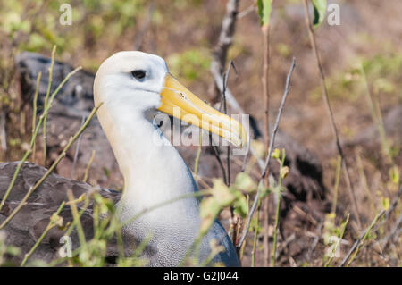 , L'albatros des Galapagos Phoebastria irrorata, Isla Espanola (Hood), îles Galapagos, Equateur Banque D'Images