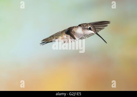 Colibri à gorge noire, (Archilochus alexandri, femme, Green Valley, Arizona, USA Banque D'Images