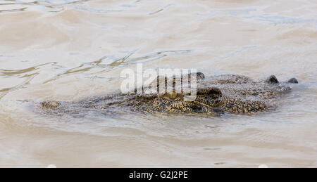 Close up crocodile à Adelaide River, Kakadu, Australie Banque D'Images