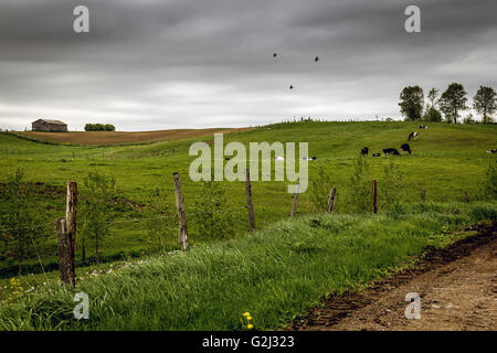 Paysage avec vaches pays nuageux Banque D'Images