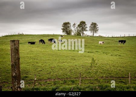 Paysage nuageux de pâturage des vaches Banque D'Images