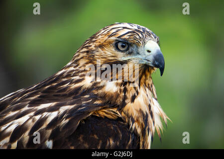 Îles Galápagos (Buteo galapagoensis) sur un rocher. Cet oiseau de proie est originaire des îles Galápagos, où il se nourrit d'une grande v Banque D'Images