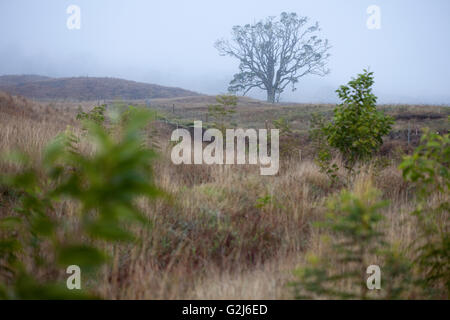 Domaine de semis Koa ensemencées, Hawaiian Legacy, Bois Dur Banque D'Images